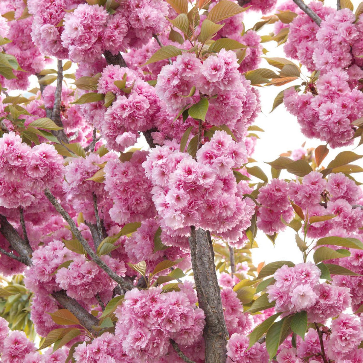 Cires Japonez roz Kanzan, cu flori roz-intens duble