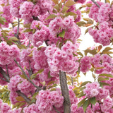 Cires Japonez roz Kanzan, cu flori roz-intens duble