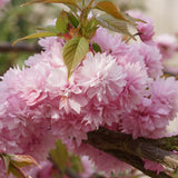 Японска плачеща череша Kiku-Shidare-Zakura, с двойни розови цветя