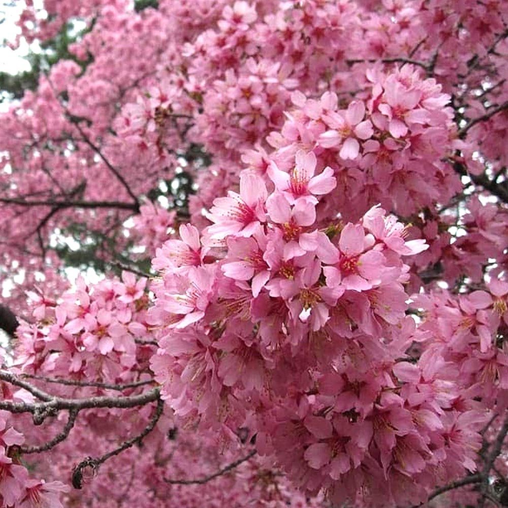 Сакура, японска череша Okame, с яркорозови цветове