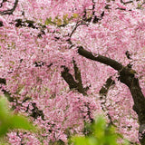 Японска плачеща череша Kiku-Shidare-Zakura, с двойни розови цветя