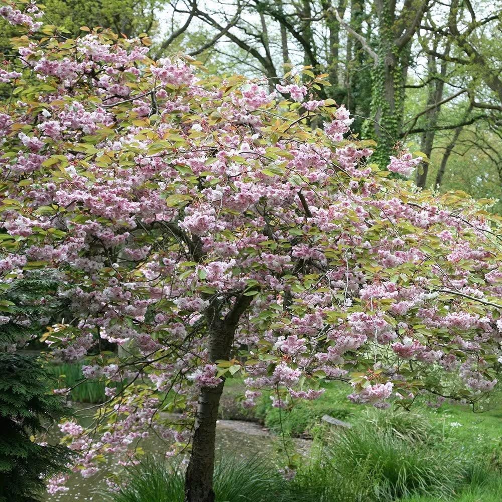 Cires Japonez plangator Kiku-Shidare-Zakura, cu flori roz duble