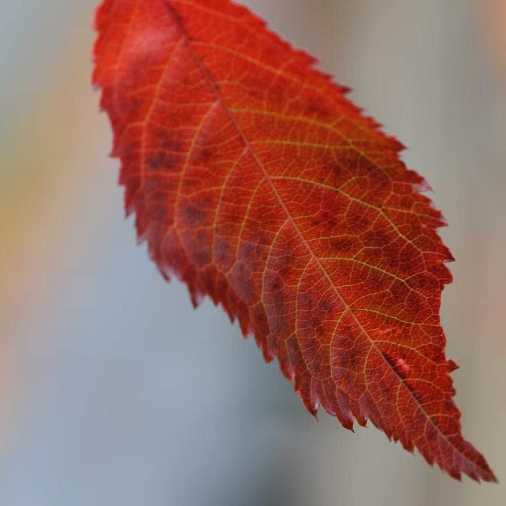 Cires Japonez plangator Kiku-Shidare-Zakura, cu flori roz duble