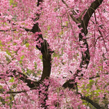 Японска плачеща череша Kiku-Shidare-Zakura, с двойни розови цветя
