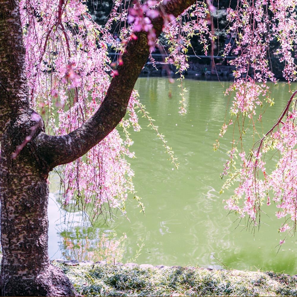 Японска плачеща череша Kiku-Shidare-Zakura, с двойни розови цветя