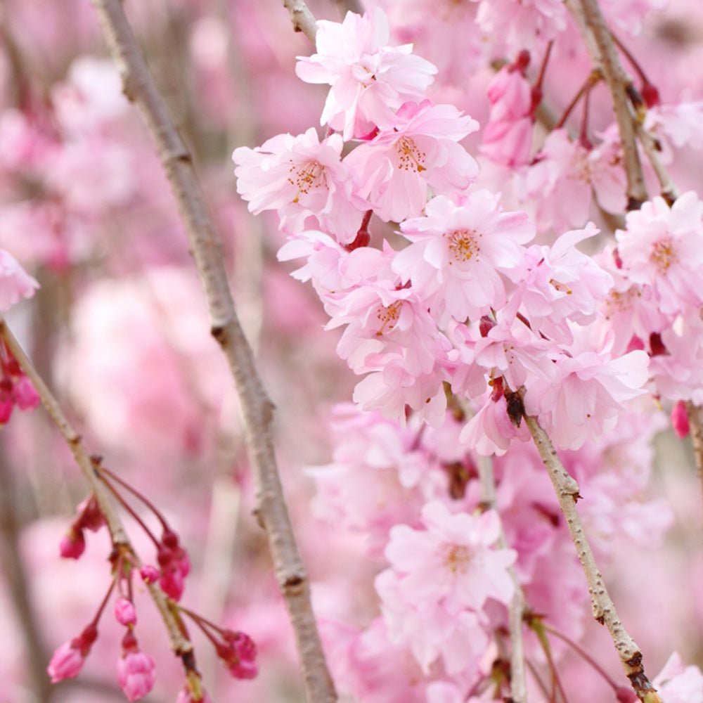 Cires Japonez plangator Kiku-Shidare-Zakura, cu flori roz duble