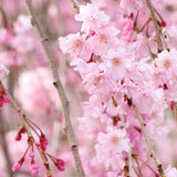 Cires Japonez plangator Kiku-Shidare-Zakura, cu flori roz duble