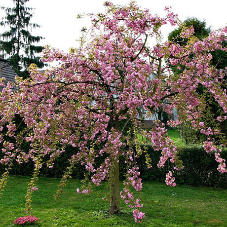 Японска плачеща череша Kiku-Shidare-Zakura, с двойни розови цветя