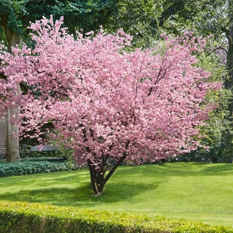 Cires Japonez Accolade, cu flori roz semi-duble