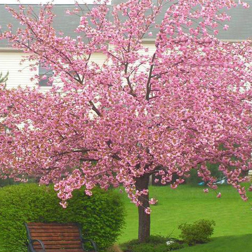 Cires Japonez roz Kanzan, cu flori roz-intens duble