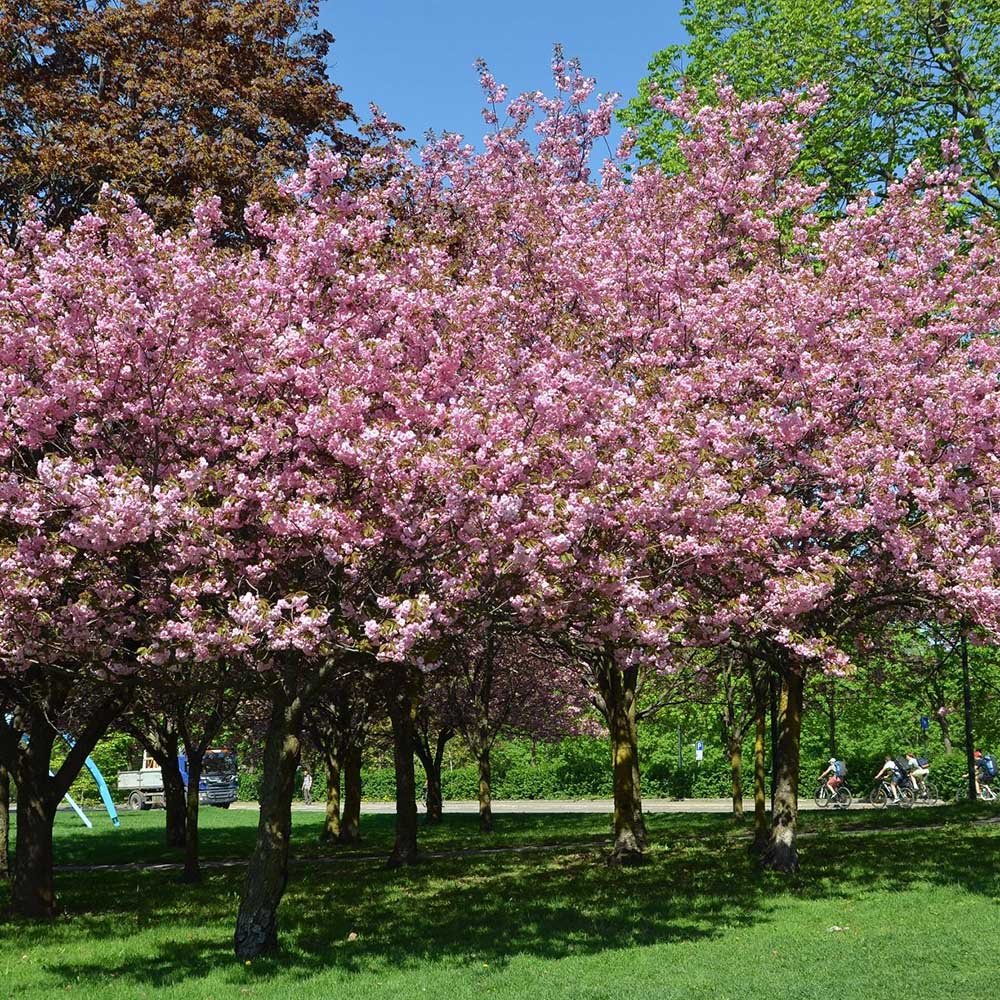 Cires Japonez roz Kanzan, cu flori roz-intens duble