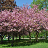 Cires Japonez roz Kanzan, cu flori roz-intens duble