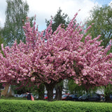 Cires Japonez roz Kanzan, cu flori roz-intens duble