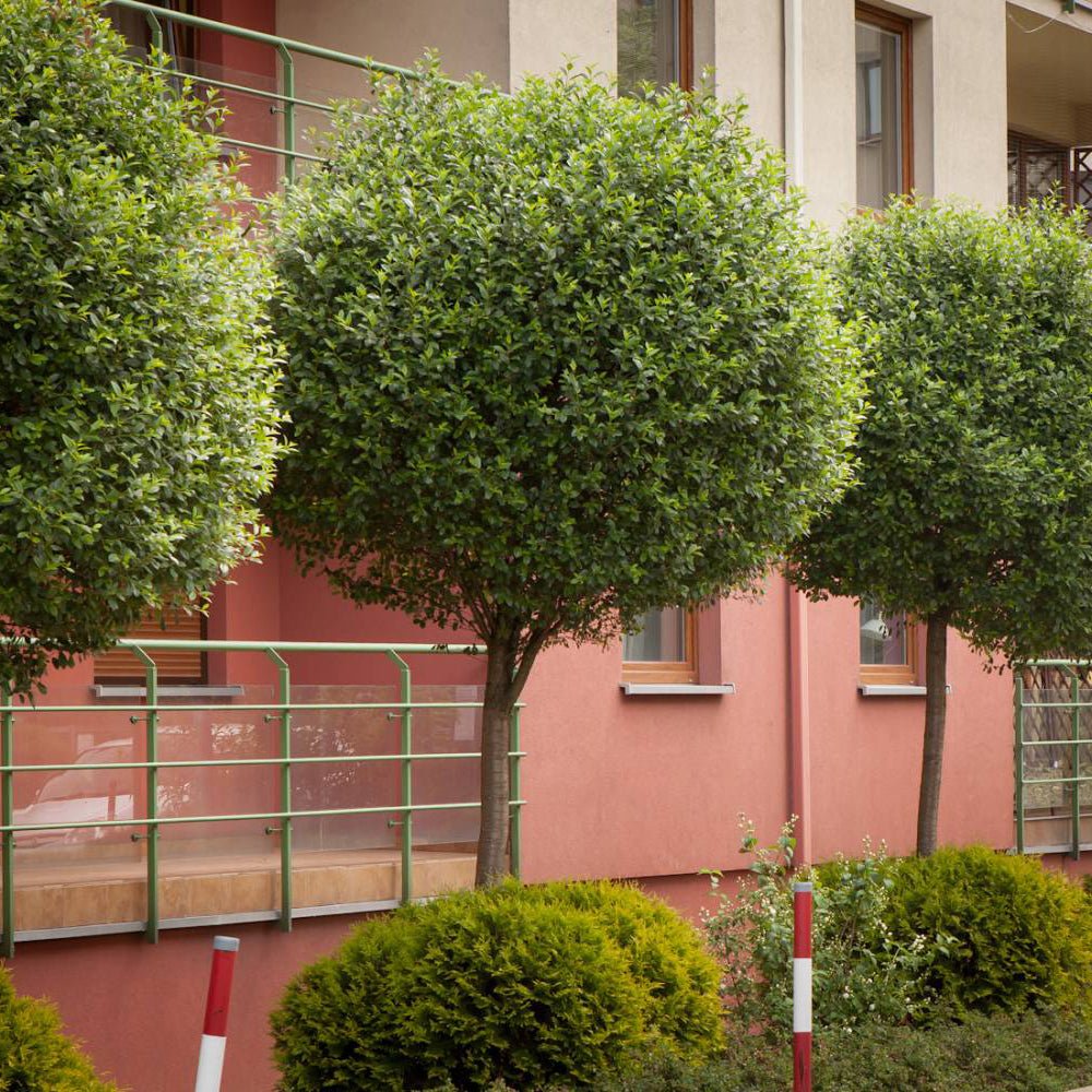 Cires Ornamental Globular Umbraculifera, cu flori albe