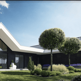 Cires Ornamental Globular Umbraculifera, cu flori albe