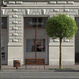 Cires Ornamental Globular Umbraculifera, cu flori albe