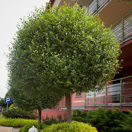 Cires Ornamental Globular Umbraculifera, cu flori albe