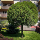 Cires Ornamental Globular Umbraculifera, cu flori albe