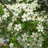 Cires Ornamental Globular Umbraculifera, cu flori albe