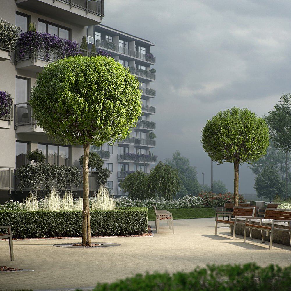 Cires Ornamental Globular Umbraculifera, cu flori albe