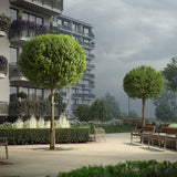 Cires Ornamental Globular Umbraculifera, cu flori albe