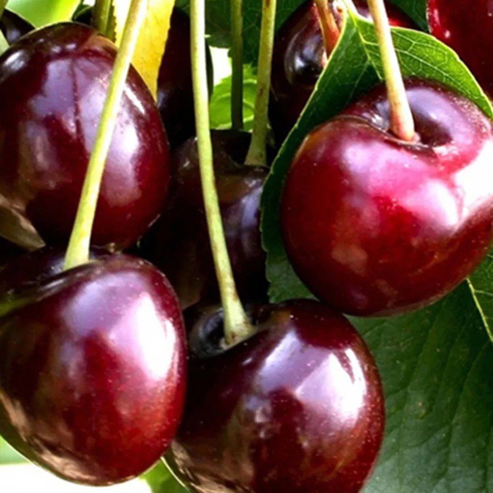 Cires (Prunus Avium) Bigarreau Burlat, cu fructe dulci rosii-inchis - VERDENA-livrat in ghiveci de 5 l