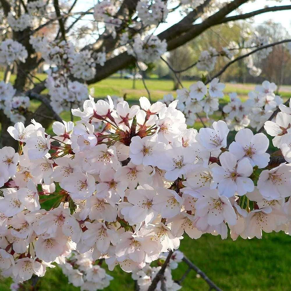 Ciresul (Prunus Avium) Regina, cu fructe dulci rosu inchis