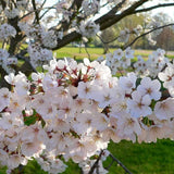 Ciresul (Prunus Avium) Regina, cu fructe dulci rosu inchis