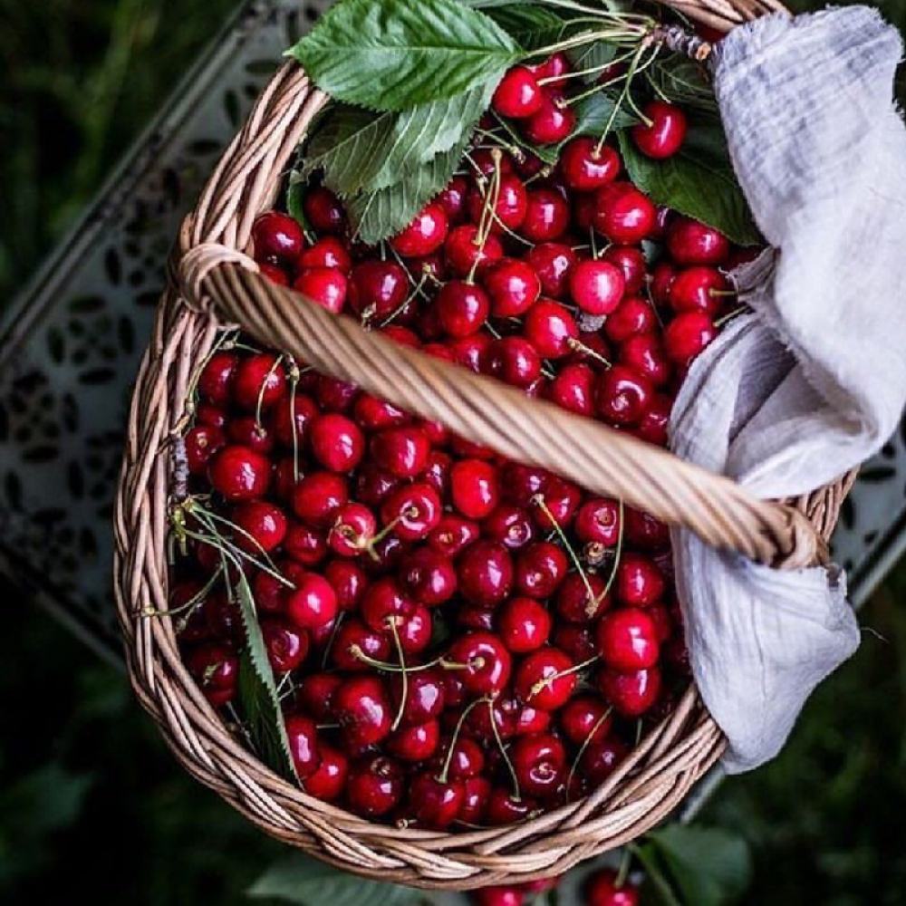 Ciresul (Prunus Avium) Regina, cu fructe dulci rosu inchis
