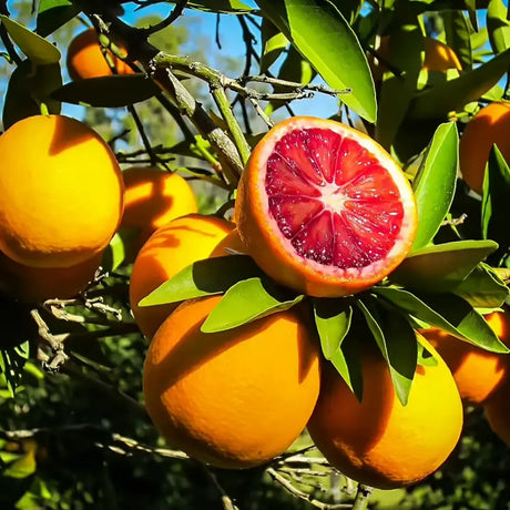 Portocal Moro (Citrus sinensis), cu fructe dulci portocalii-rosii aromate, an 2 pe rod