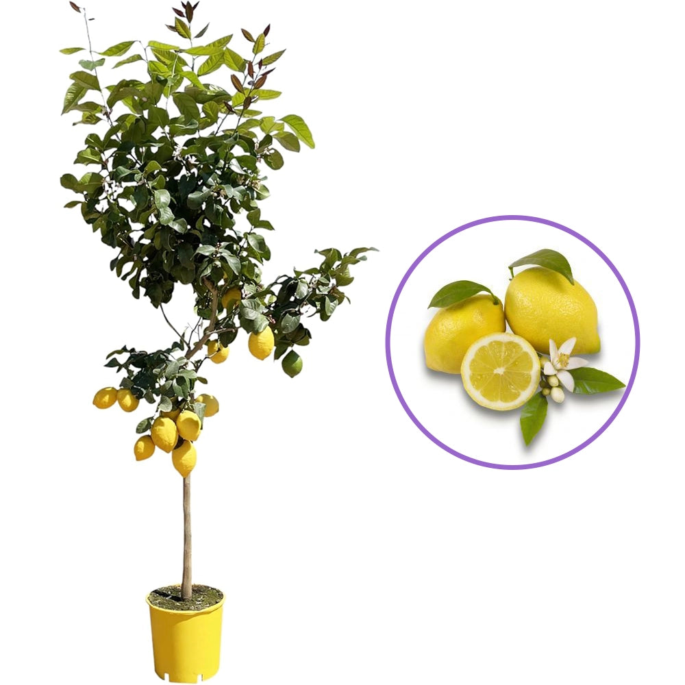 Pom Lamai (Citrus Limon) Femminello, cu fructe mari galbene si bogate, an 2 pe rod