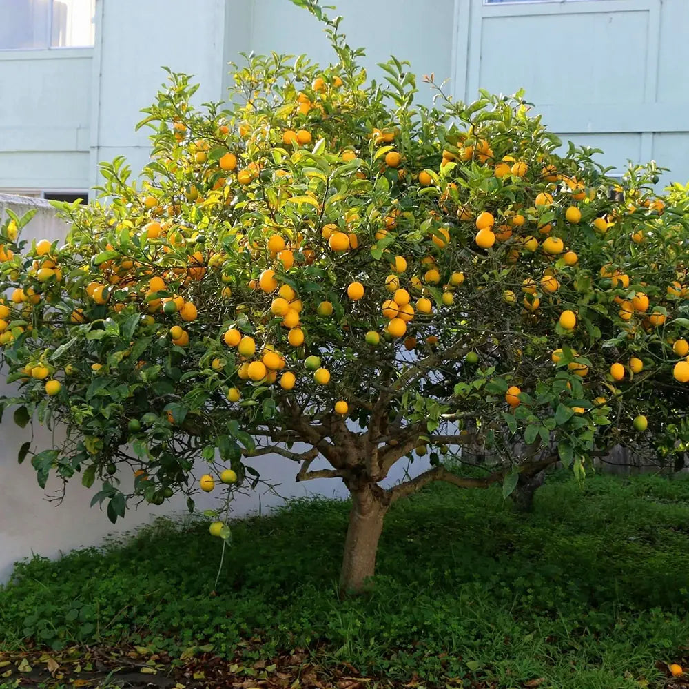 Pom Lamai (Citrus Limon) Meyer, cu fructe mari galbene-portocalii parfumate, an 2 pe rod