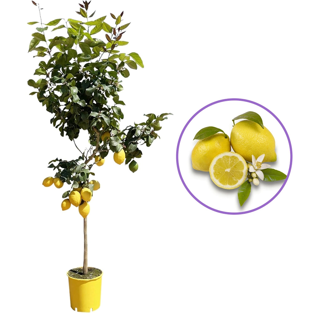 Pom Lamai (Citrus Limon) Monachello, cu fructe mari galbene intens parfumate, an 2 pe rod