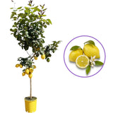 Pom Lamai (Citrus Limon) Monachello, cu fructe mari galbene intens parfumate, an 2 pe rod