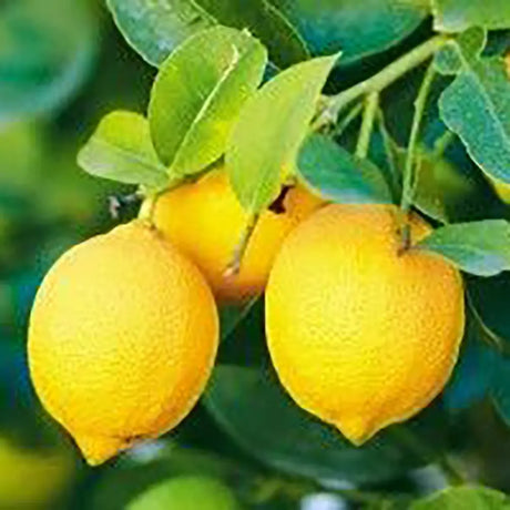 Pom Lamai (Citrus Limon) Verna, cu fructe mari galbene zemoase, an 2 pe rod