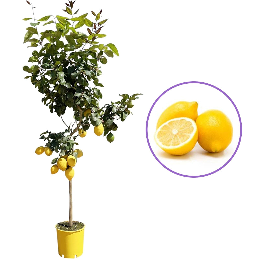 Pom Lamai (Citrus Limon) Verna, cu fructe mari galbene zemoase, an 2 pe rod