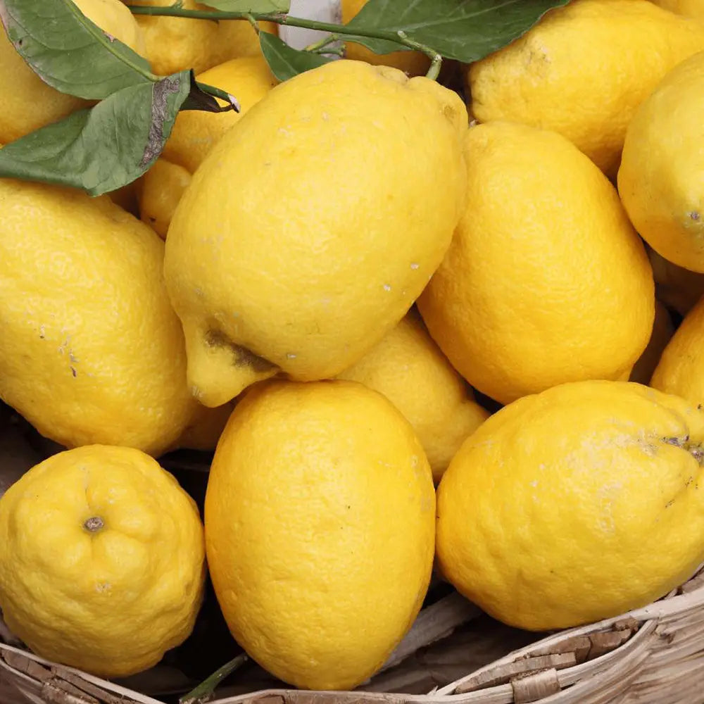 Pom Lamai (Citrus Limon) Amalfitano, cu fructe lungi galbene si parfumate, an 2 pe rod