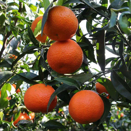 Portocal Clementina (Citrus sinensis), cu fructe mici portocalii si dulci, an 2 pe rod