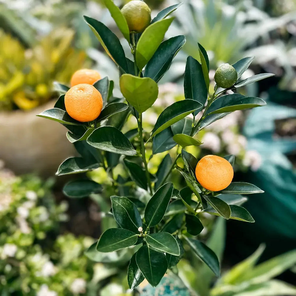 Портокал Кумкуат (Citrus Sinensis), с ядливи плодове, сладки отвътре и леко кисели отвън, доставя се с узрели плодове