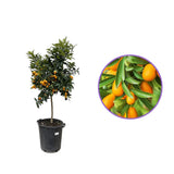 Портокал Кумкуат (Citrus Sinensis), с ядливи плодове, сладки отвътре и леко кисели отвън, доставя се с узрели плодове