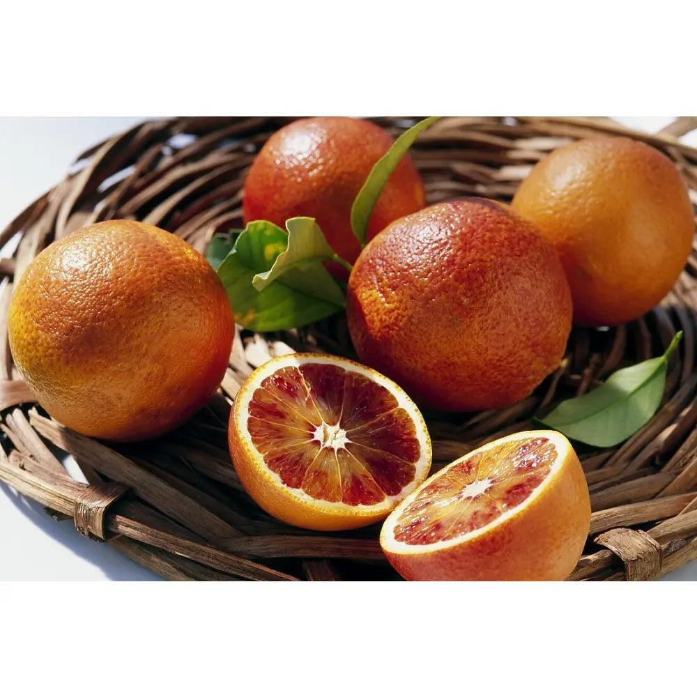 Portocal Rosu Sanguinello (Citrus sinensis), cu fructe dulci portocalii-rosii, an 2 pe rod