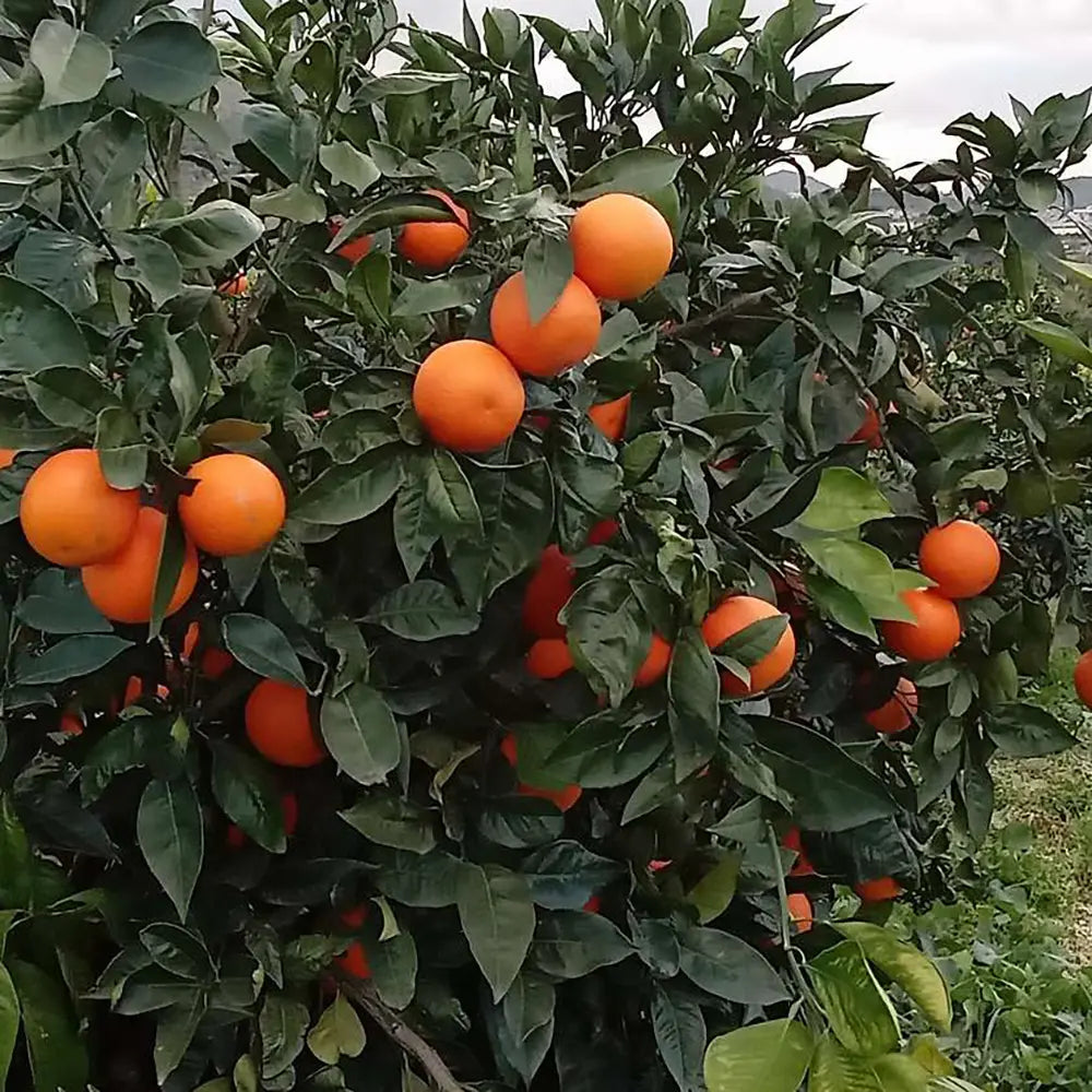 Portocal Rosu Sanguinello (Citrus sinensis), cu fructe dulci portocalii-rosii, an 2 pe rod