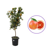 Portocal Rosu Sanguinello (Citrus sinensis), cu fructe dulci portocalii-rosii, an 2 pe rod