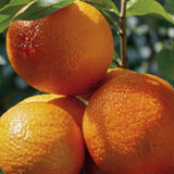 Portocal Rosu Tarocco (Citrus sinensis), cu fructe dulci portocalii-rosii, an 2 pe rod