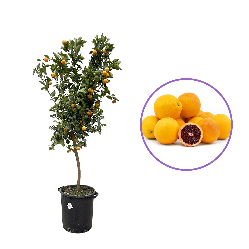 Portocal Rosu Tarocco (Citrus sinensis), cu fructe dulci portocalii-rosii, an 2 pe rod