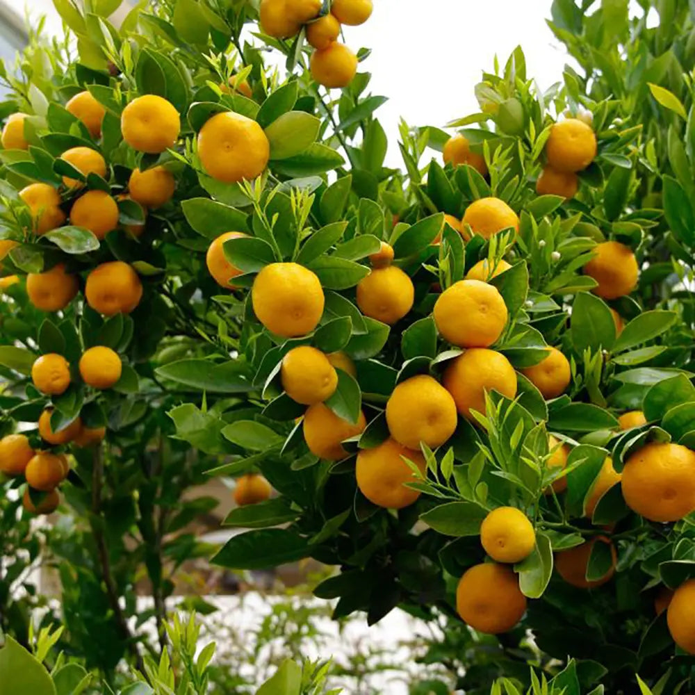 Portocal Valencia (Citrus sinensis), cu fructe dulci portocalii aromate, an 2 pe rod