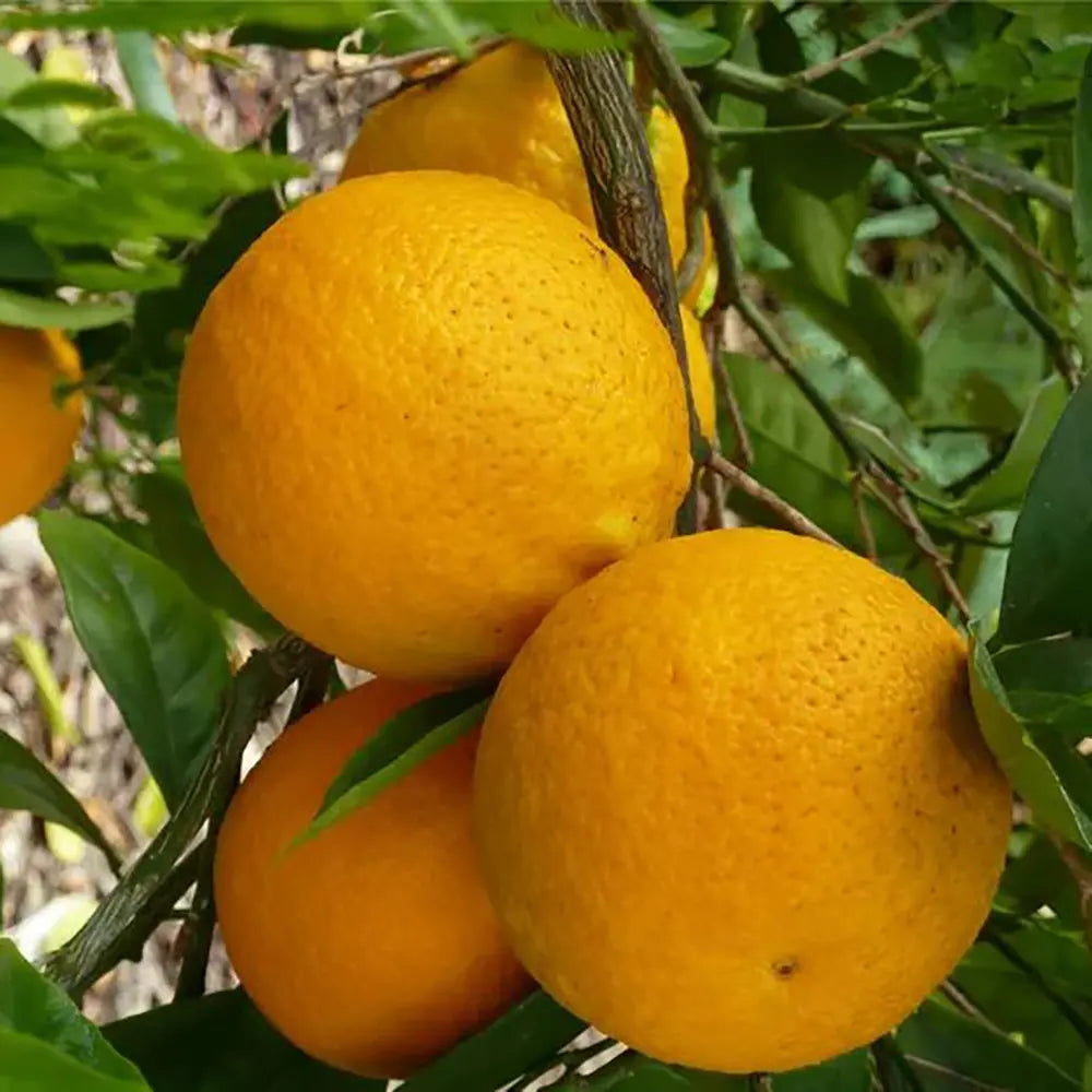 Portocal Valencia (Citrus sinensis), cu fructe dulci portocalii aromate, an 2 pe rod