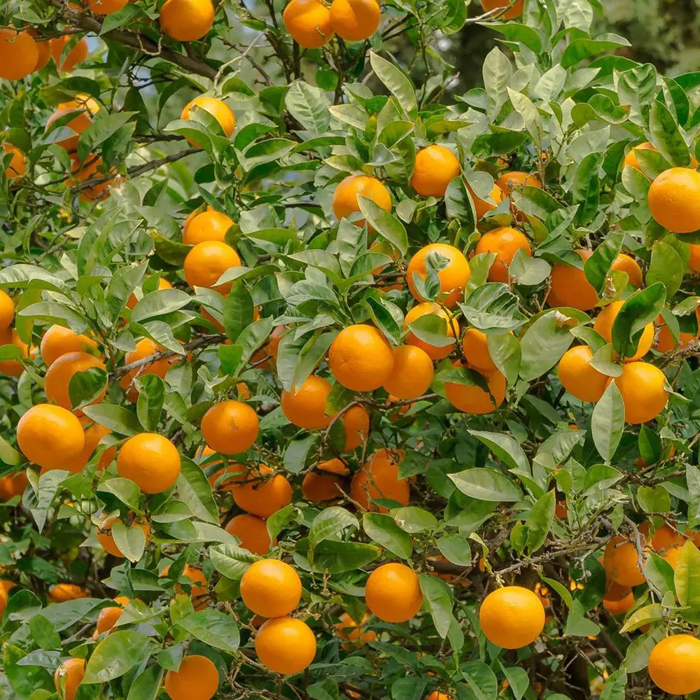 Portocal Valencia (Citrus sinensis), cu fructe dulci portocalii aromate, an 2 pe rod