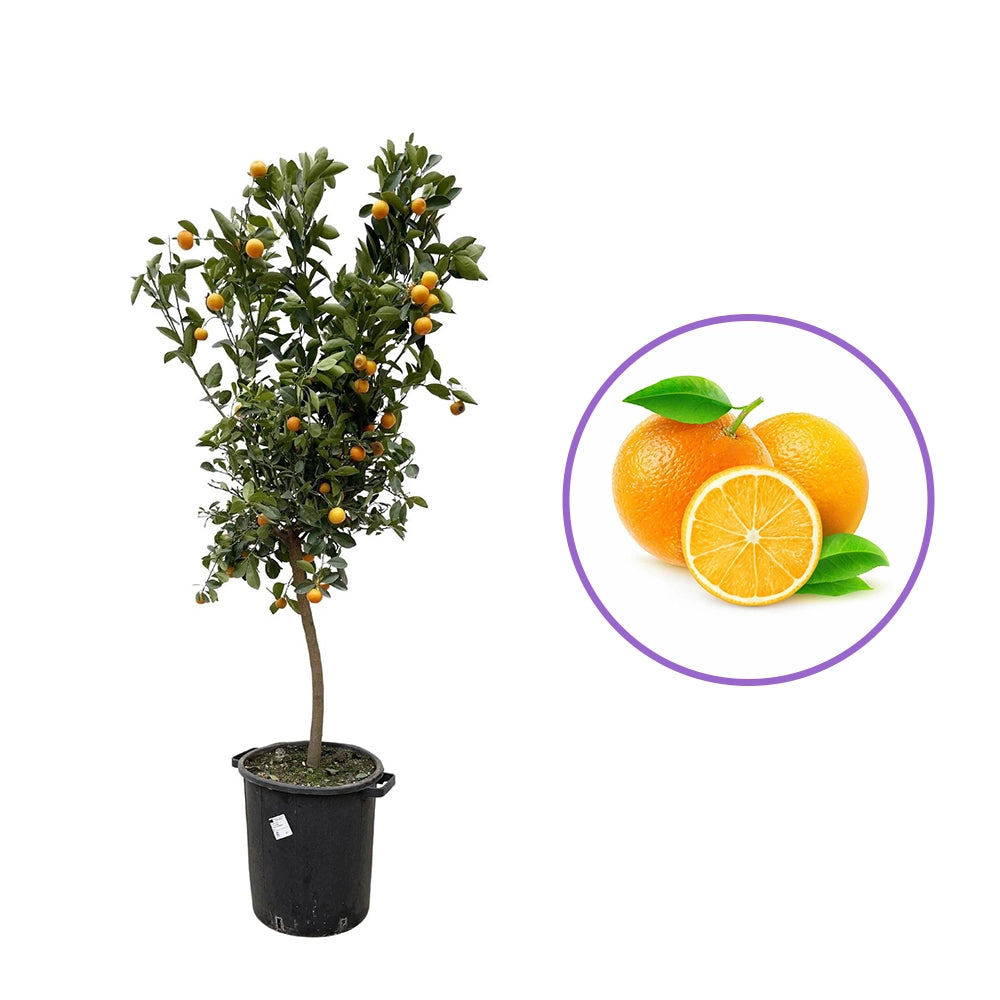 Portocal Valencia (Citrus sinensis), cu fructe dulci portocalii aromate, an 2 pe rod