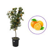 Portocal Valencia (Citrus sinensis), cu fructe dulci portocalii aromate, an 2 pe rod